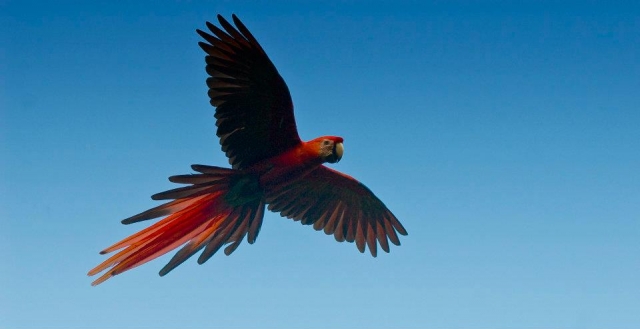 Las Guacamayas